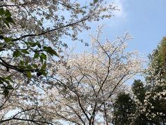 -武汉大学-樱园