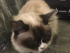 -猫色咖啡·猫咖