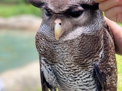 -新加坡飞禽公园
