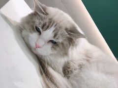 -飞行喵MR PILOT|猫舍·猫咖(静安大融城店)