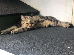 -喵屿·大理花园猫咖