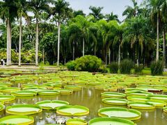 -中国科学院西双版纳热带植物园