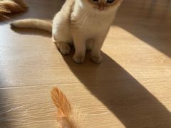 -猫腻·猫咖·撸猫馆(星光大道店)