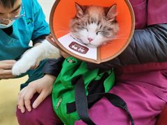 -瑞派天宁宠物医院·猫科·异宠中心