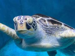 -青岛海底世界-水族馆
