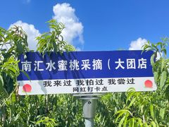-南汇水蜜桃采摘(大团店)