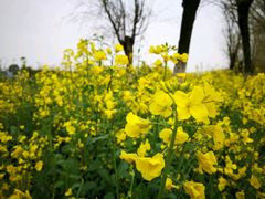 -艾溪湖湿地公园