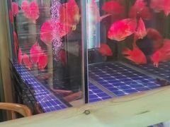 -原鄉本味 楚菜 丹江口鱼(北苑店)