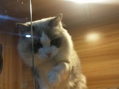 -喵百万·布偶·蓝金金渐层英短·猫舍(百子湾店)