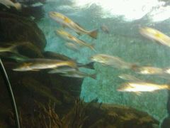 android_upload_pic-洛阳龙门海洋馆