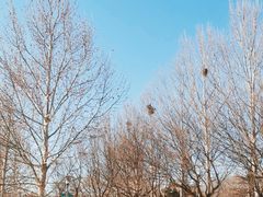 -大兴滨河森林公园