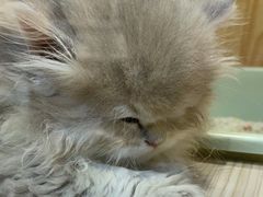 -屋虎猫馆(宝安大仟里店)