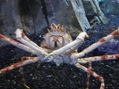 -迪拜水族馆及水下动物园