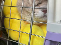 -伟伟宠物医院·瑞派猫友好医院·猫科(光谷店)
