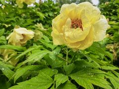 -莲花池公园
