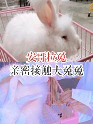 -萌兔星空蹦床撸兔馆
