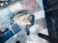 -喵屿·大理花园猫咖