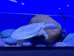 -上海海洋水族馆