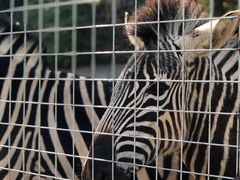-泉州海丝野生动物世界