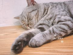 -Heymao猫咖.咖啡厅(东门店)