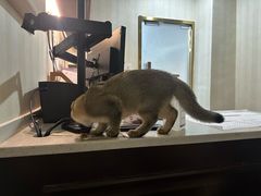 -宠爱国际维尼动物医院·疑难骨科·神经外科·肿瘤科(丰潭路店)