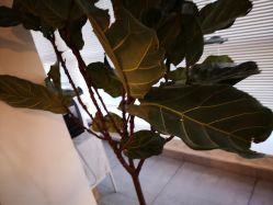 -净漪造型 PURE RIPPLE