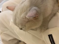 -猫域·湾主题猫咖·宠物吧(南坪城市广场店)