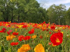 -上海共青森林公园