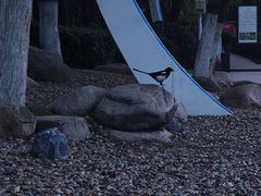 -天鹅湖体育公园