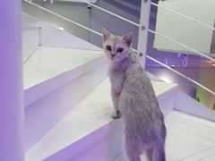 -极木²邸 人与宠物·互动社区