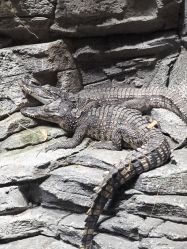 -Zoolung Zoolung动物主题公园(海信广场店)