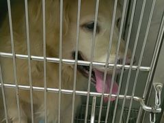 -佳雯宠物医院·皮肤科·内外科(春晓路分院)