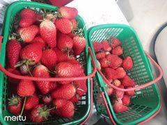 -南汇水蜜桃采摘(大团店)