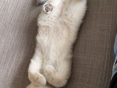 -猫大福·Fortune Cat猫舍(百子湾店)