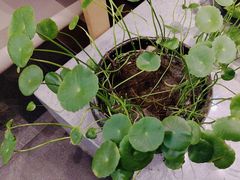 -吴家·非遗淮扬小馆(镇江万达广场店)