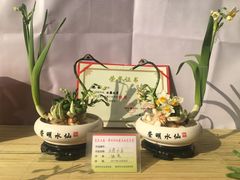-龙大花卉苗木市场