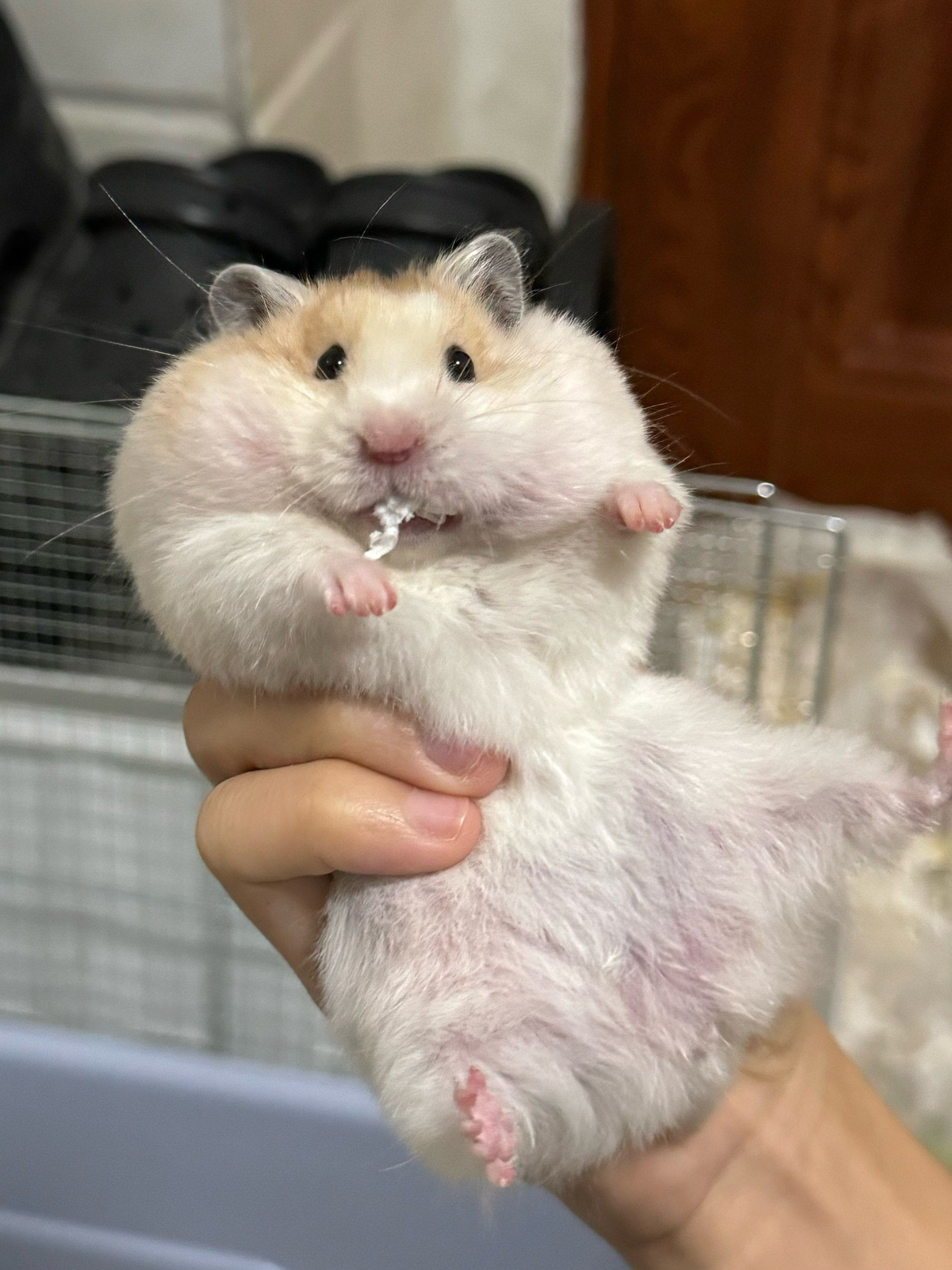 小仓鼠的憨态萌翻了