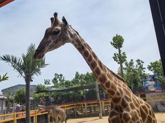 -西霞口神雕山野生动物世界