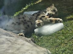 -青藏高原野生动物园