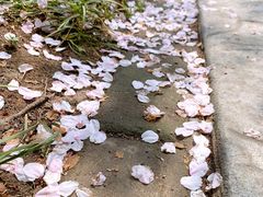 -高东镇樱花园