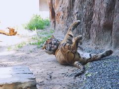 -北京野生动物园