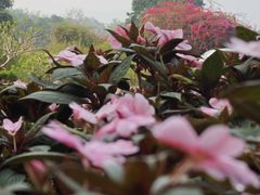 -中国科学院西双版纳热带植物园