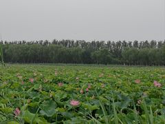 -西青郊野公园