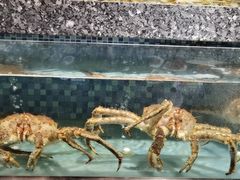 -宝燕壹号(长寿店)