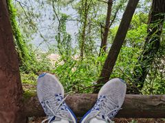 -铁山坪森林公园