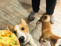 牛肉比萨-百好乐宠物友好餐厅(朝外大街店)