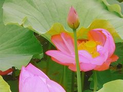 -陈家山荷花公园