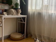 -特一安24小时宠物医院·骨科·中兽医