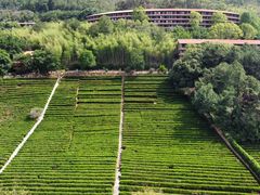 -雁南飞茶田景区