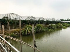 -马陆小张葡萄园农家乐